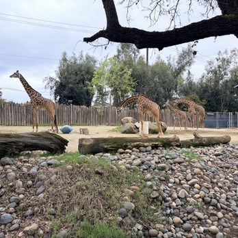 Sac Zoo - Giraffes - Zoos Near Me - Sacramento, California Sac Zoo - Giraffes - Zoos Near Me - Sacramento, California