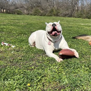 Peaceful Pets DFW - Pet Cremation Services Near Me - Arlington, Texas Peaceful Pets DFW - Pet Cremation Services Near Me - Arlington, Texas