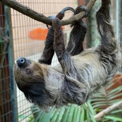 Wildlife Learning Center - Two-toed Sloth