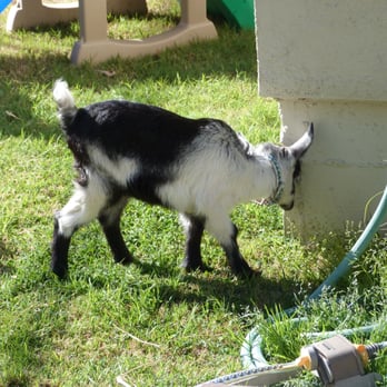 Pony Ranch Parties - Petting Zoos Near Me
