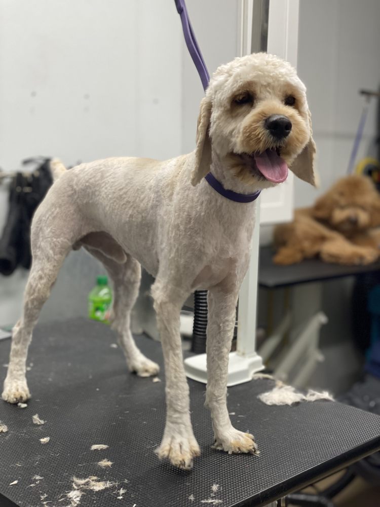 BUBBLE PUPPIES GROOMING BOUTIQUE 161 Photos & 26 Reviews 1533 Jodeco Rd, Stockbridge, GA Yelp