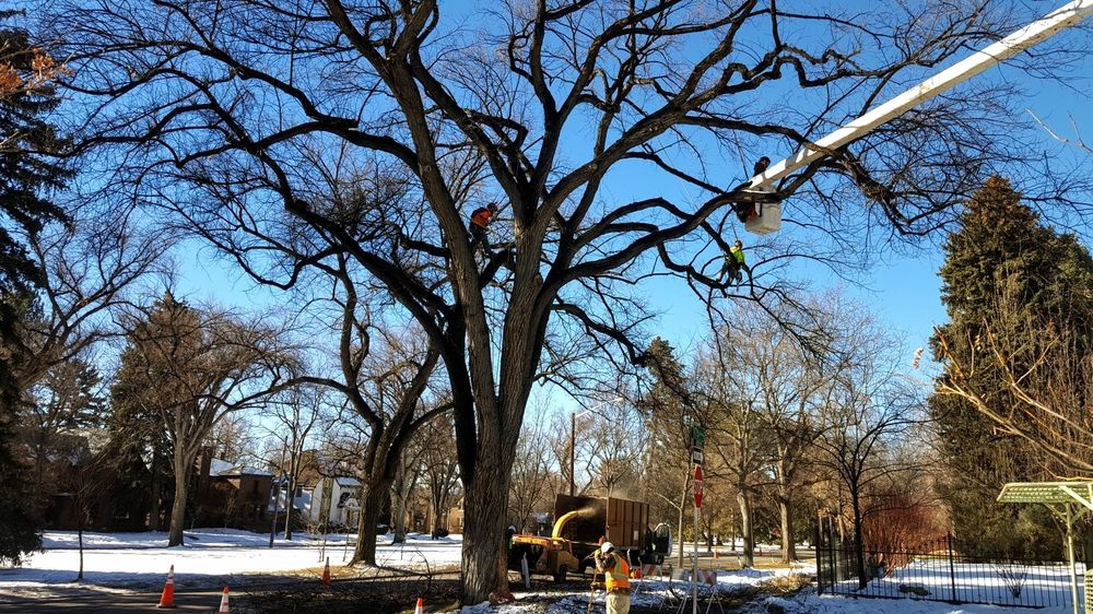 Donovan Arborists - tree service in Denver, CO