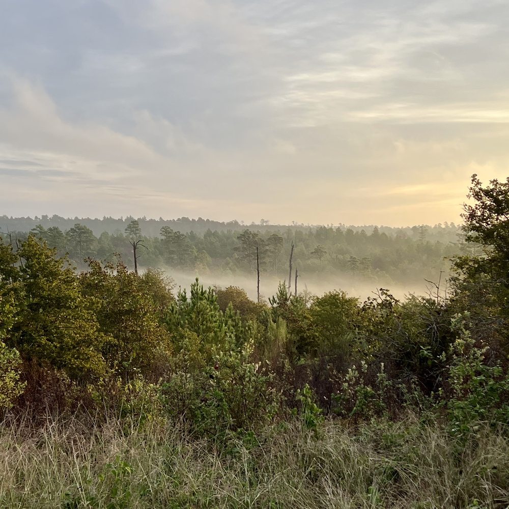 Bastrop State Park - Fog! - Parks Near Me - Bastrop, Texas