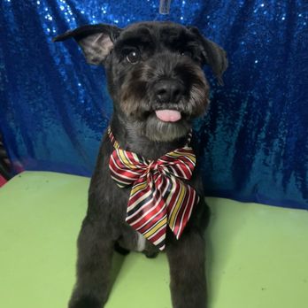Space City Pet Spa - My fur-baby - Pet Groomers Near Me - Houston, Texas