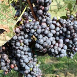 Fridays Creek Winery