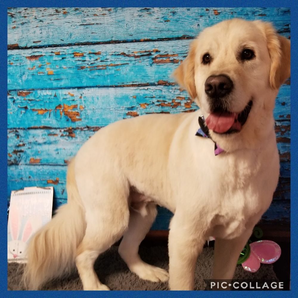 BAY CITY’S TOPNOTCH GROOMING 66 Photos 607 Lafayette Ave, Bay City