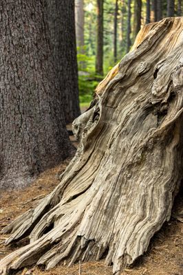 Calaveras Big Trees State Park by null