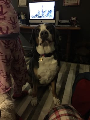 Wags Doggie Day Care