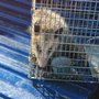 Photo of Assurance Pest and Termite