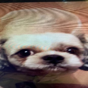 Erdman Animal Hospital - Spike - RIP My Beloved Pet - Veterinarians Near Me - Baltimore, Maryland Erdman Animal Hospital - Spike - RIP My Beloved Pet - Veterinarians Near Me - Baltimore, Maryland