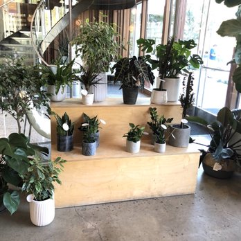 KIT Coffee - Darling plants + flowers from Flora (Flora Orange Co). Top quality. Perfect for home staging, gifts,... At KIT Coffee Newport Bch/Costa Mesa - Coffee & Tea Near Me - Newport Beach, California