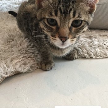 KitTea - Pet Adoption Near Me - San Francisco, California