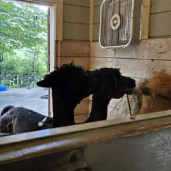 Museum of Life and Science - Cute animals!