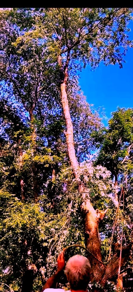 J&H Tree Service - tree service in Springfield, MO