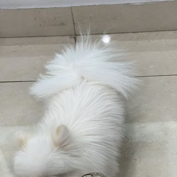 Hair 101 - Cutie little salon dog - Hair Stylists Near Me - Flushing, New York