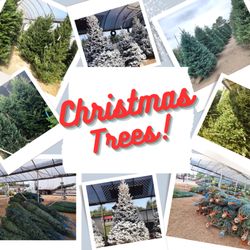 Madison Gardens Nursery - Hey there! We're thrilled to announce our Christmas trees have arrived!