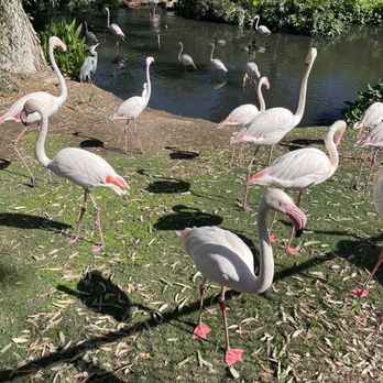 Phoenix Zoo - Flamingos - Zoos Near Me - Phoenix, Arizona Phoenix Zoo - Flamingos - Zoos Near Me - Phoenix, Arizona