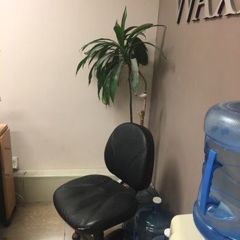 P I Nail Spa - This poor plant looks like it's been snowed on with airborne nail filing dust and debris - Nail Salons Near Me - Downey, California P I Nail Spa - This poor plant looks like it's been snowed on with airborne nail filing dust and debris - Nail Salons Near Me - Downey, California