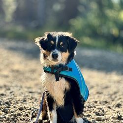 Thousand Trails Snowflower - miniature American Shepherd "Rook", lakeside at Snowflower Photo by Amber