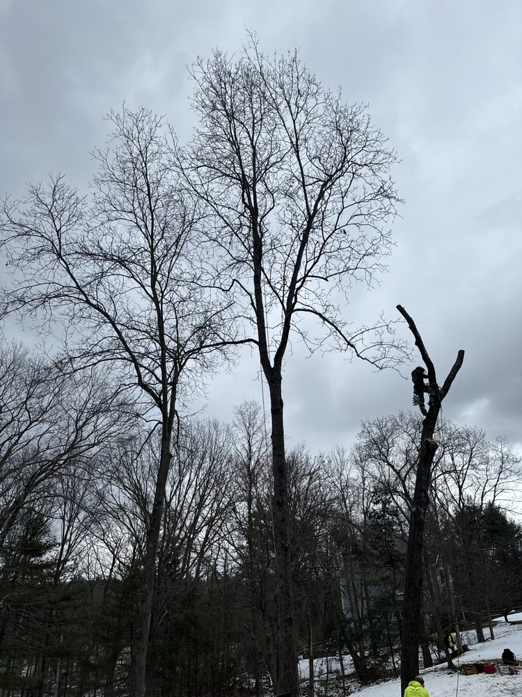 MM Tree Services - veterans service organization in Lynn, MA