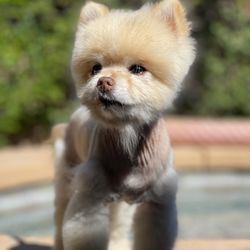Grooming With Love