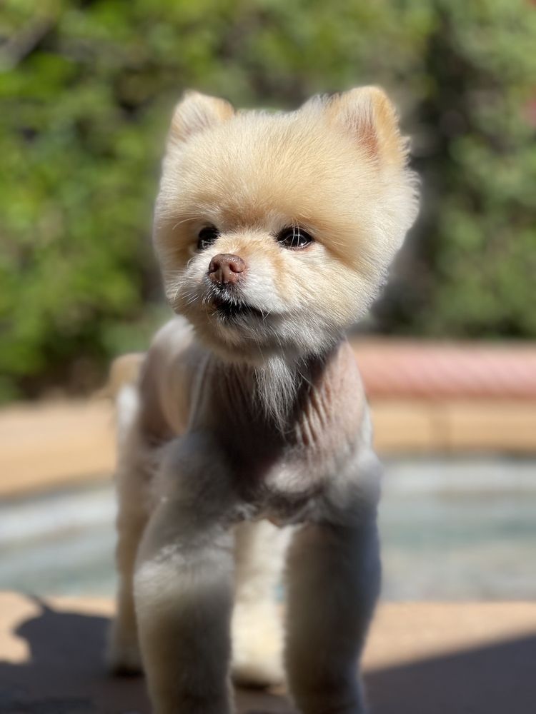 GROOMING WITH LOVE Updated September 2024 113 Photos & 47 Reviews 34116 Date Palm Dr