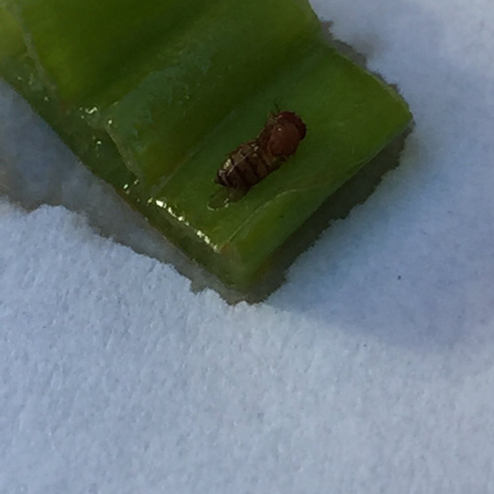 Bears Ramen House - This bug was alive and crawling in my ramen bowl. - Korean Near Me - Berkeley, California