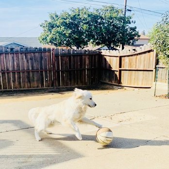 Puppies in Play - Pet Boarding Near Me Puppies in Play - Pet Boarding Near Me