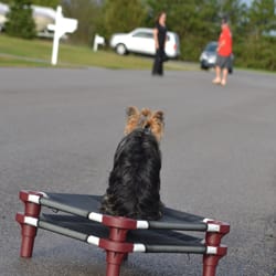 Sit Means Sit - Good girl LuLu