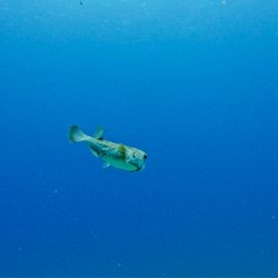Banzai Divers Hawaii - "Giant Pufferfish"