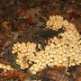Photo of Naturschutzgebiet Kösterbeck
