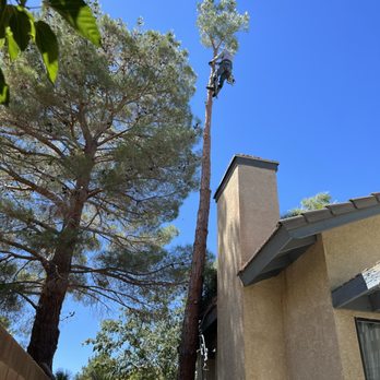 Immanuel’s tree service - During tree removal - Tree Services Near Me Immanuel’s tree service - During tree removal - Tree Services Near Me