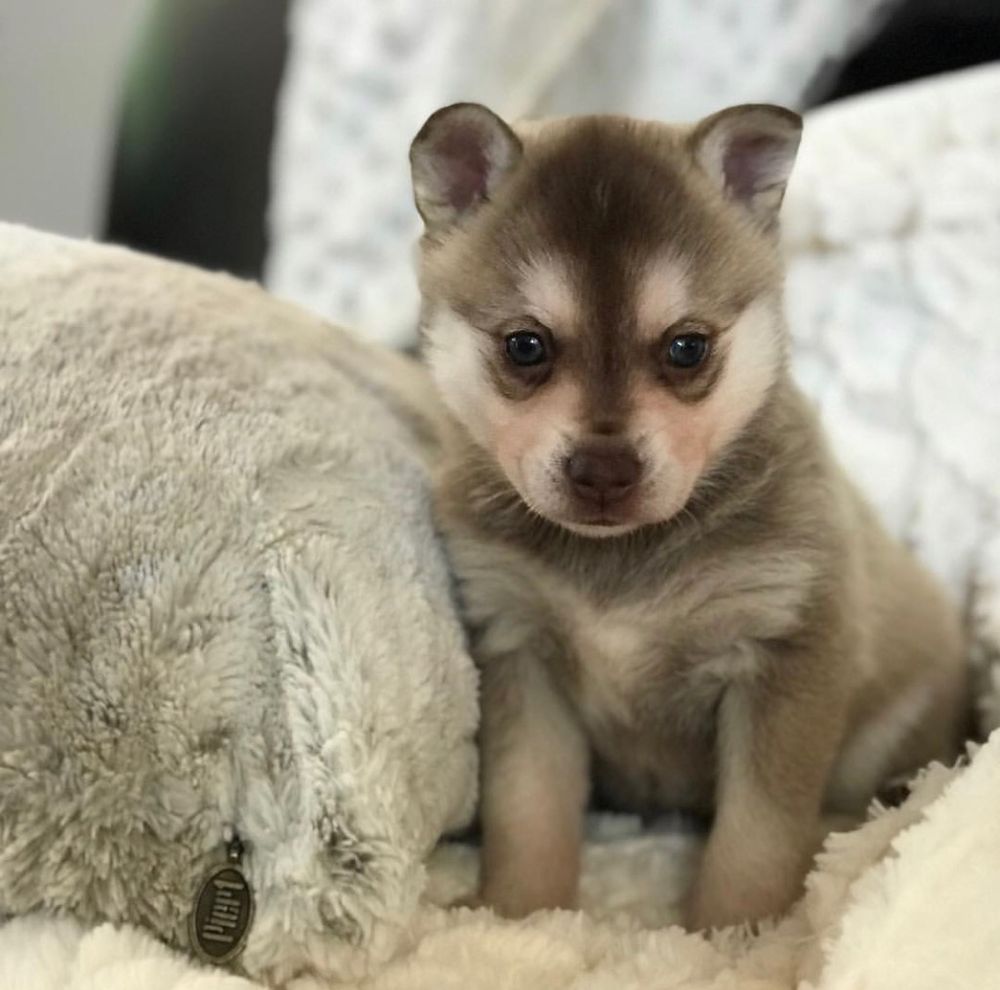Play Time Pet Sitting - pet boarding facility in Bryant, AR