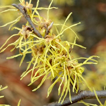 Bayberry & Co - yellow flowers on a branch - Landscape Architects or Designers Near Me - Hampton, New Hampshire