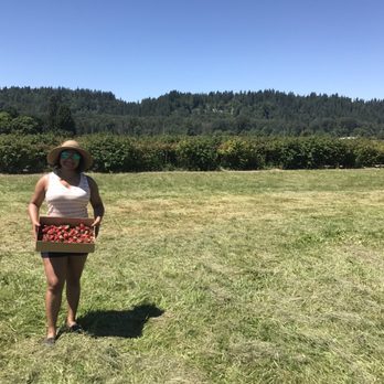 Harvold Berry Farm - Berry picking - Pick Your Own Farms Near Me - Carnation, Washington Harvold Berry Farm - Berry picking - Pick Your Own Farms Near Me - Carnation, Washington