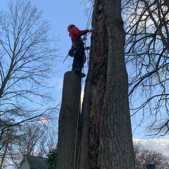 G&V Tree Service - We removed this tree that was previously struck by lightning in Springfield, VA - Tree Services Near Me - Springfield, Virginia