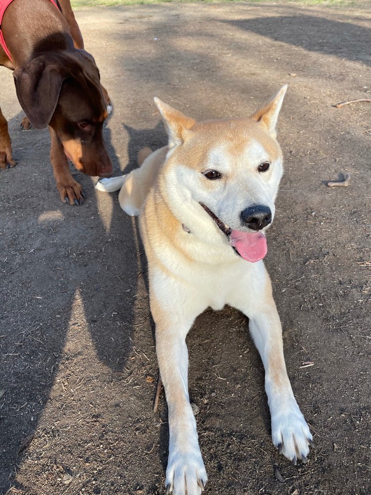 ROHR DOG PARK - Updated August 2024 - 95 Photos & 24 Reviews - 3605