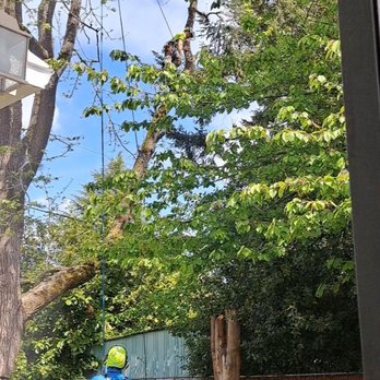 Monkeyman's Tree Service - Before - Tree Services Near Me - Lake Oswego, Oregon Monkeyman's Tree Service - Before - Tree Services Near Me - Lake Oswego, Oregon