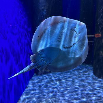 Birch Aquarium - Friendly stingray - Aquariums Near Me - La Jolla, California