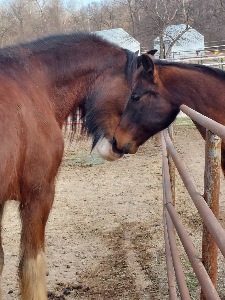 Sugar Creek Ranch - equestrian in Fenton, MO