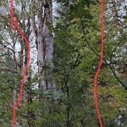 Earthworks Tree Service - the tree and a person in a pink shirt for perspective of the dead maple that never got taken down the red arrow is where the person is