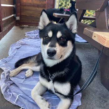 Working Class - Pup friendly patio - Breakfast & Brunch Near Me - San Diego, California Working Class - Pup friendly patio - Breakfast & Brunch Near Me - San Diego, California