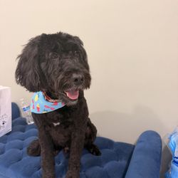 D'Doggy Daycare
