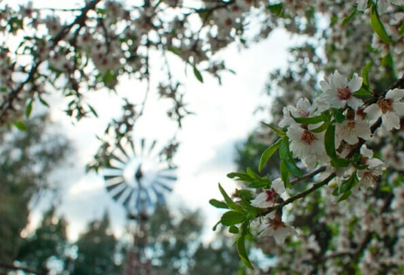 Parque de la Quinta de los Molinos by null