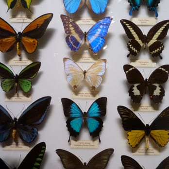 Museo Zoologico La Specola - Museums Near Me - Florence, FI Museo Zoologico La Specola - Museums Near Me - Florence, FI