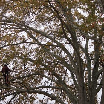 Tree Musketeers - Tree Services Near Me