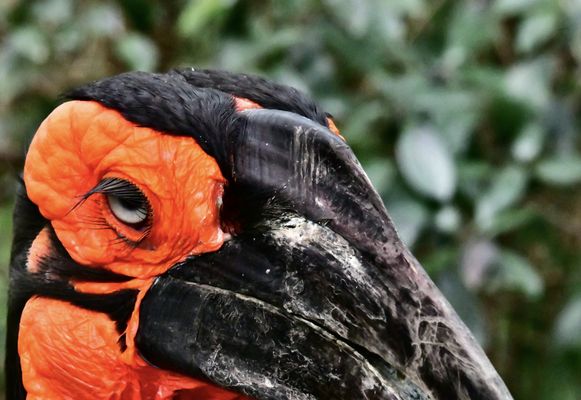 Zoo Atlanta by null