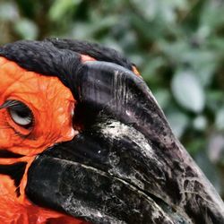Zoo Atlanta