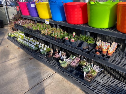 Wilco Farm Store - Newberg