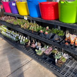 Wilco Farm Store - Newberg - Succulents